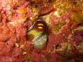  Sneak peak Octopus vulgaris  